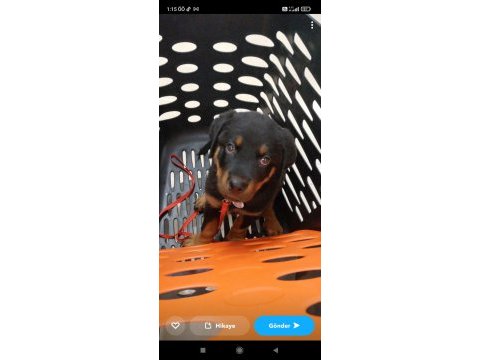 Koca kafalı safkan rottweiler yavruları