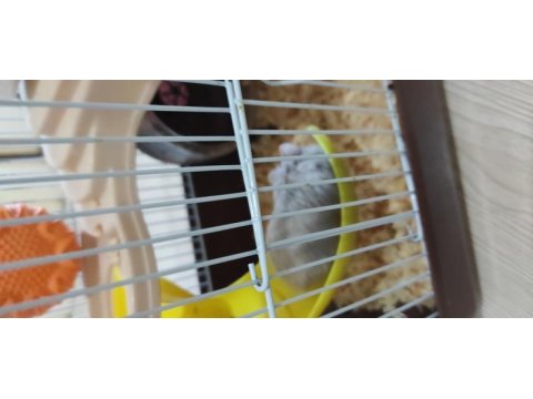 Cüce dişi hamster