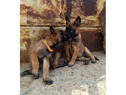 Safkan malinois
