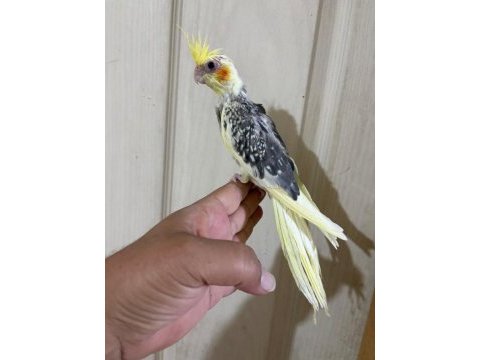 55 günlük pied sultan papağanı bebek
