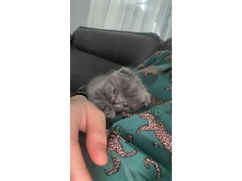Yavru british shorthair