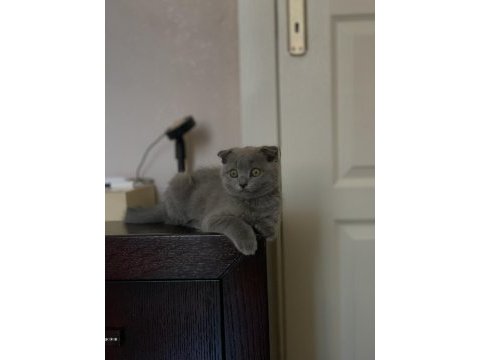 Scottish fold gri 3 aylık
