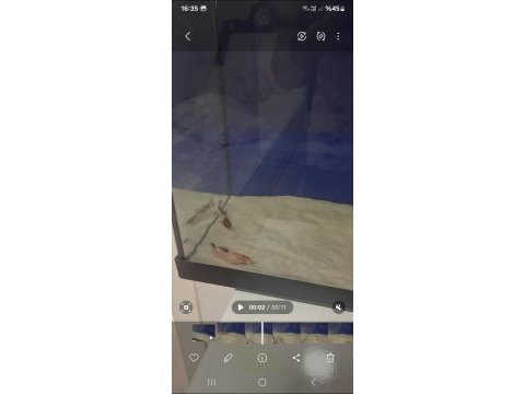 Benekli kedi balığı