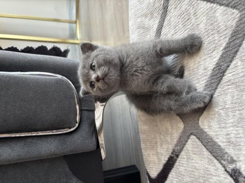 British shorthair 3 adet