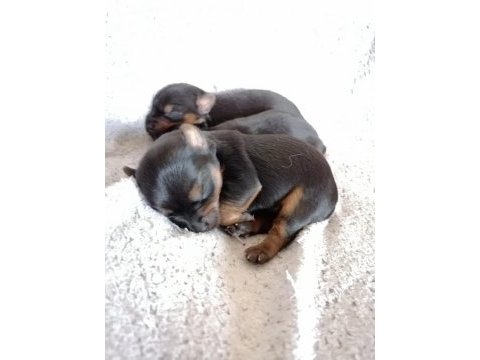 40 günlük dişi ve erkek yorkshire terrier