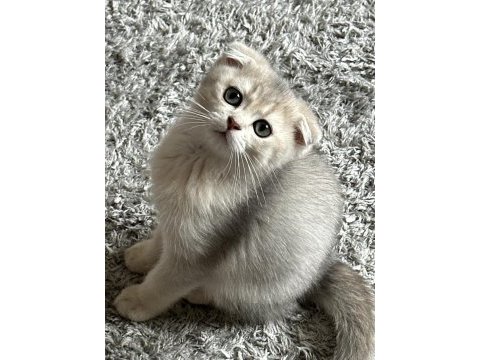 Oyuncu scottish fold kedimize yuva