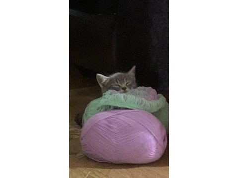 3 aylık dişi yavru kedimiz