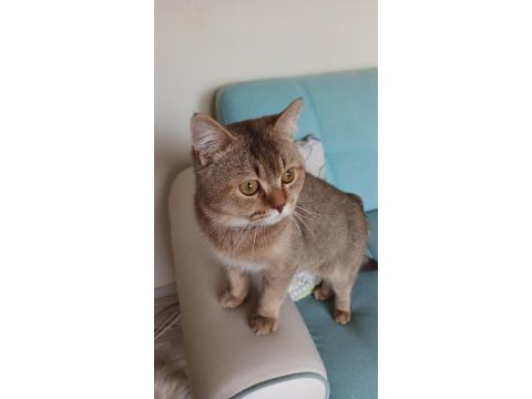 British longhair kedimize yuva arıyoruz