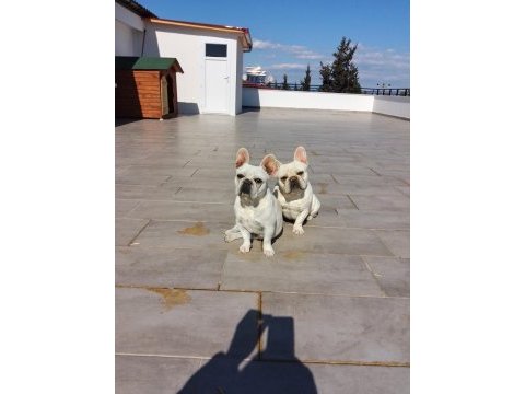1 çift cream french bulldog köpeklerimi sahiplendiriyorum