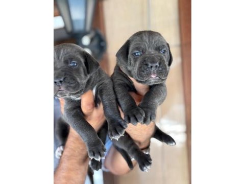 İri mavi gözlü blue cane corso yavrularım