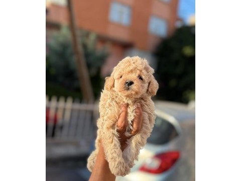 Orijinal kan poodle bebekler