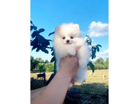 Pomeranian spitz
