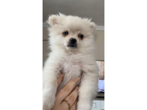 Erkek yavru pomeranian boo