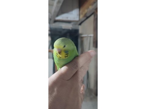Ele alıştırmalık yavru muhabbet kuşumuz
