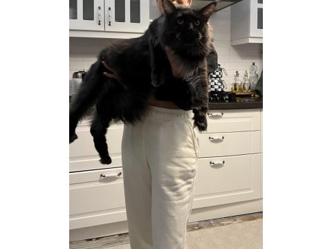 Koleksiyonluk black smoke maine coon nadır renk