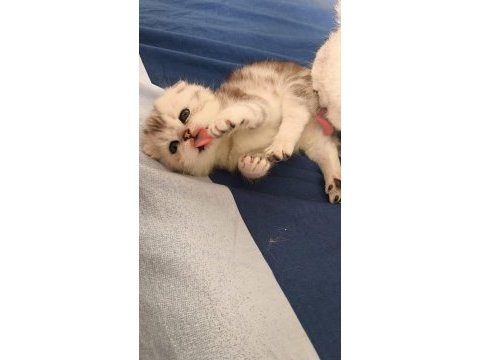 Efsane tatlı scottish fold silver yavrular