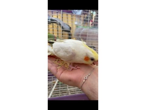 Evin maskotu erkek lutino sultan papağanı güneş