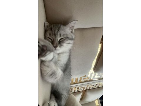 British shorthair erkek ve sevimli
