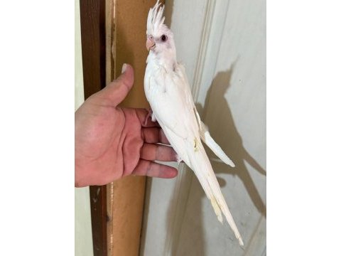 45 günlük kusursuz albino bebek sultanlar