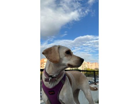 2 yaşındaki melez yavru köpeğimize yuva arıyoruz