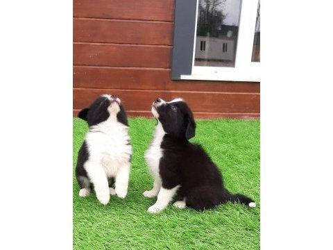 Ruhsatli çiflikten özel border collie yavruları 