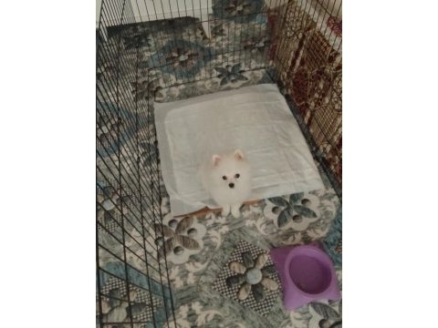 Ücretli sahiplendirme pomeranian boo