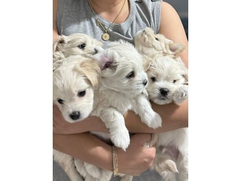 Orjinal maltese terrier bebekleri