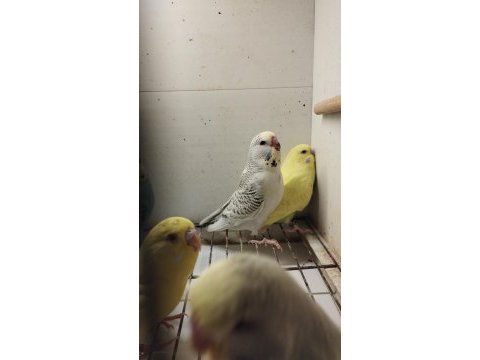 Alıştırmalık bebek muhabbet kuşu yavrular