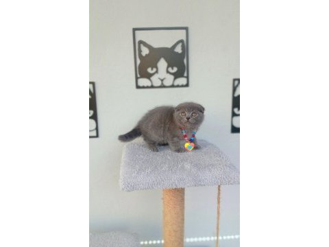 En kalitelisini isteyene scottish fold