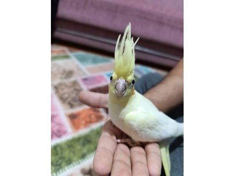Lutino kırmızı göz sultan papağanı yavru