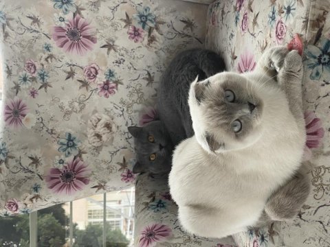 Irk garantili scottish fold ve british yavrularımız