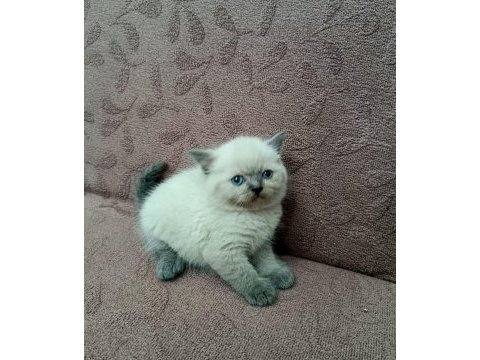 British shorthair koca kafa yavrularımız