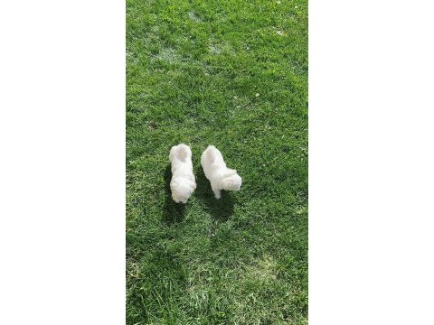 Maltipoo yavrularımız yeni yuvasına gitmeye hazır