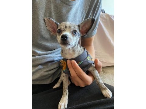 8 aylık merle chihuahua nadir bulunan bir cins