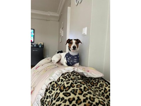 Çok acil jack russell cinsi çocuğumuza yuva!