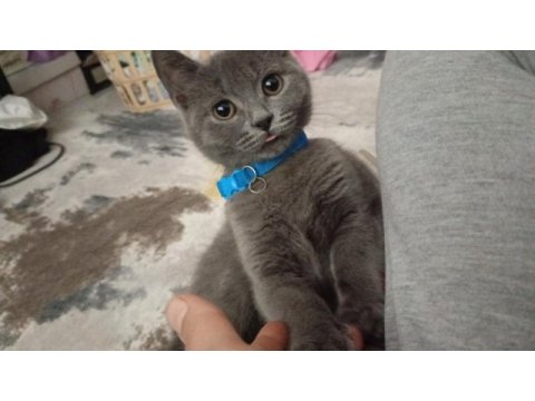 4 aylık sağlıklı british shorthair