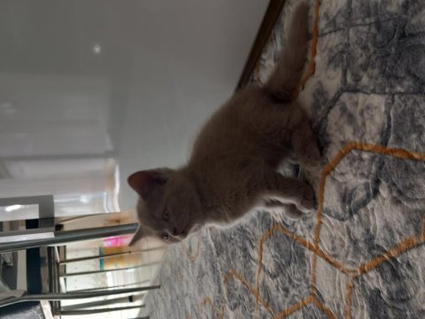 Minik kedilerim british shorthair