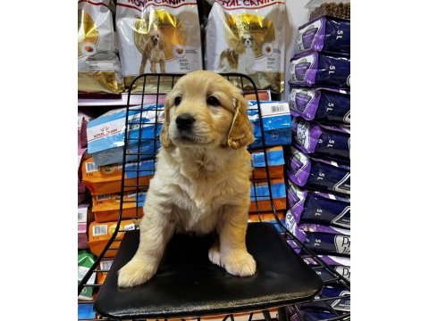 Golden retriever bebekler