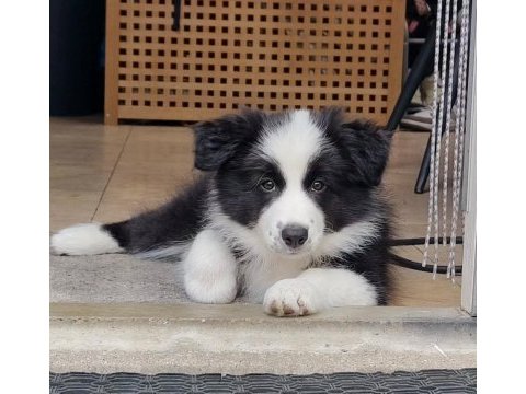 A şecereli anne babadan border collie yavrular kapıda öde
