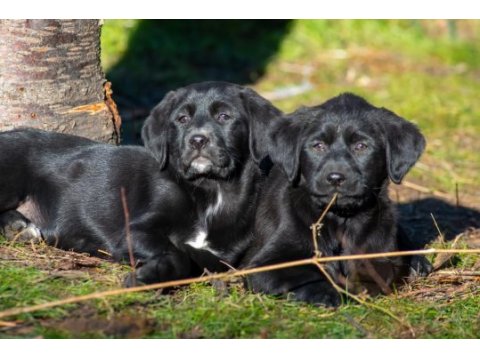 Golden retriever - labrador retriever mix bebekler