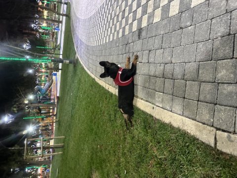 7 aylık anatomi ve renk güzeli french bulldog tina