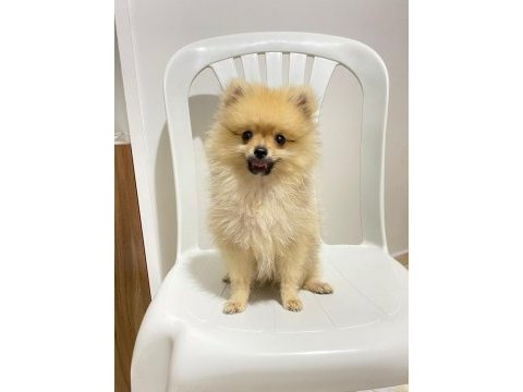 2 aylık pomeranian boo