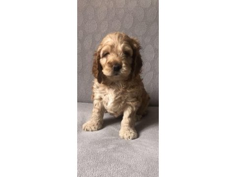 Cocker yavruları