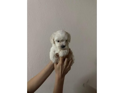 Yavru maltese terrierler