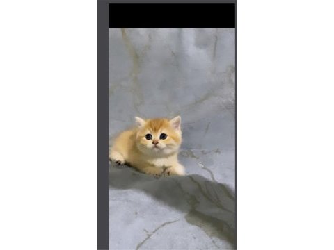 Özel olmak isteyene golden ny12 kedilerimiz