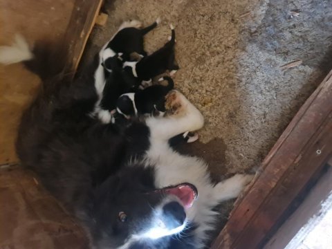 Border collie bebekler için acele edin