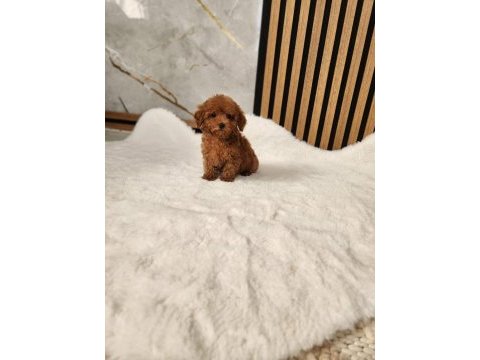 Toy poodle yavrularımız