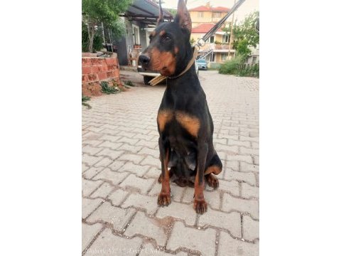 Kalite doberman yavrular