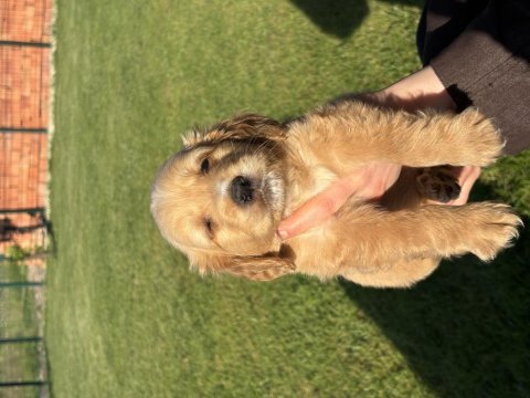 Golden retriever bebekler dişi erkek var