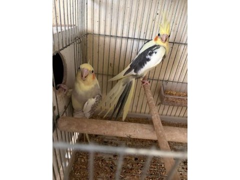 3 yavrulu kusursuz sultan takım